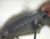 Ampedus sp.